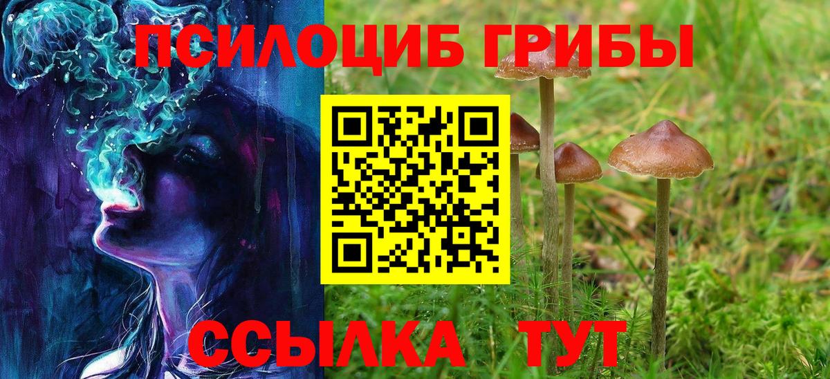 Галлюциногенные грибы Psilocybe Ставрополь